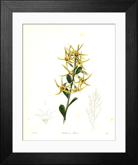 Framed Print : Yellow tailflower or sea-coast anthocercis Framed Print : Yellow tailflower or sea-coast anthocercis