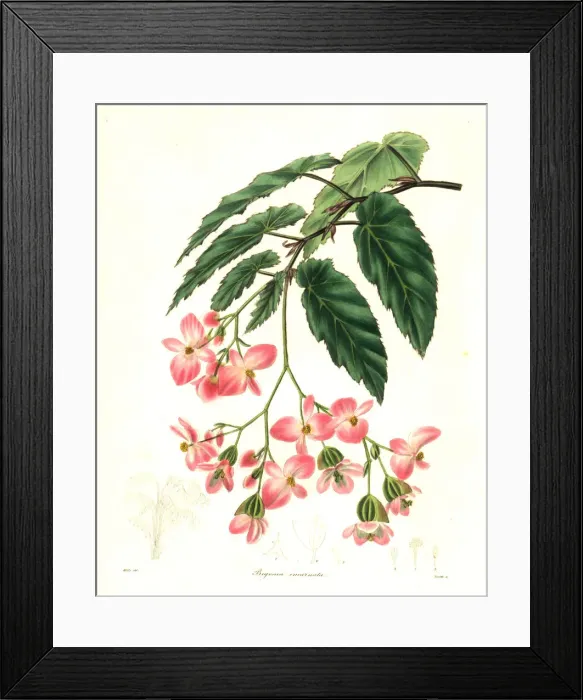 Framed Print : Rose-coloured begonia, Begonia incarnata Framed Print : Rose-coloured begonia, Begonia incarnata