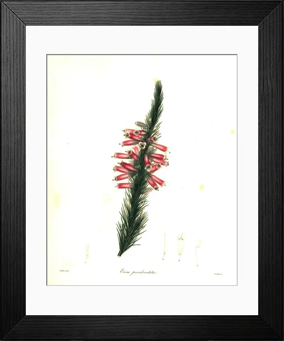 Framed Print : Massons heath, Erica massonii Framed Print : Massons heath, Erica massonii