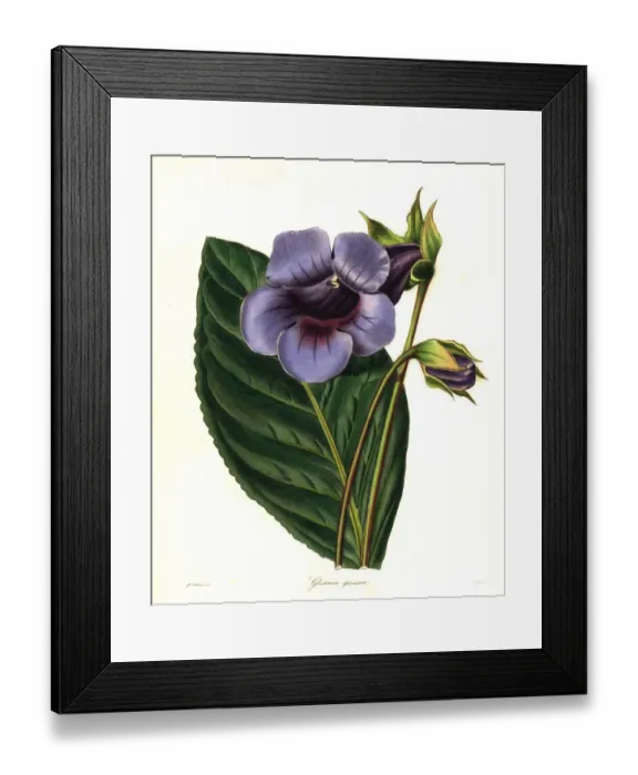 Framed Print : Brazilian gloxinia, Sinningia speciosa Framed Print : Brazilian gloxinia, Sinningia speciosa