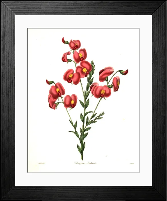 Framed Print : Dicksons chirozema, Chorizema dicksonii Framed Print : Dicksons chirozema, Chorizema dicksonii