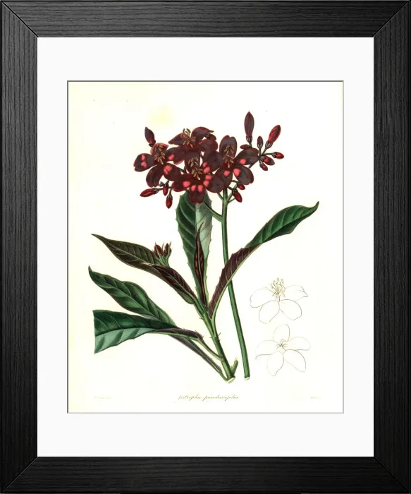 Framed Print : Fiddle-leaved jatropha, Jatropha panduraefolia Framed Print : Fiddle-leaved jatropha, Jatropha panduraefolia