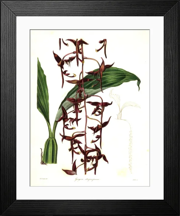 Framed Print : Dark purple gongora orchid, Gongora atropurpurea Framed Print : Dark purple gongora orchid, Gongora atropurpurea