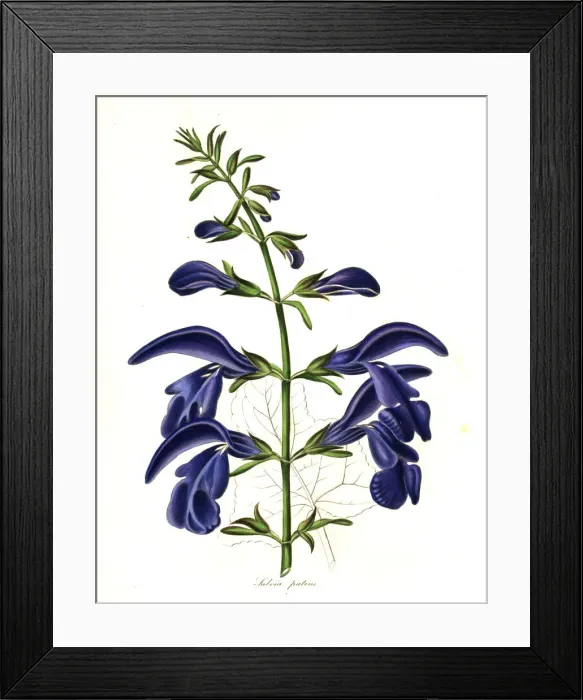 Framed Print : Spreading sage, Salvia patens Framed Print : Spreading sage, Salvia patens