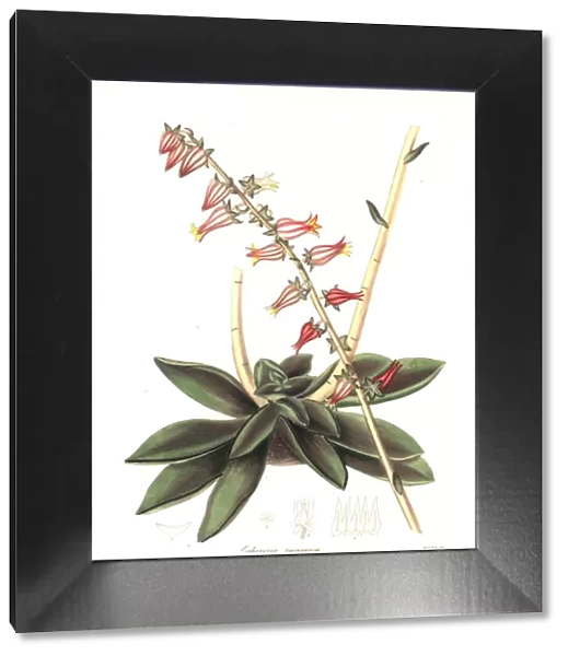 Racemose-flowered echeveria, Echeveria racemosa