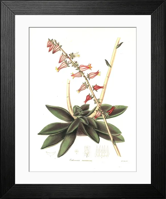 Framed Print : Racemose-flowered echeveria, Echeveria racemosa Framed Print : Racemose-flowered echeveria, Echeveria racemosa