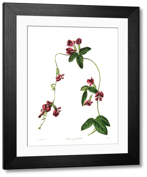 Framed Print : Pretty cologania, Cologania pulchella Framed Print : Pretty cologania, Cologania pulchella