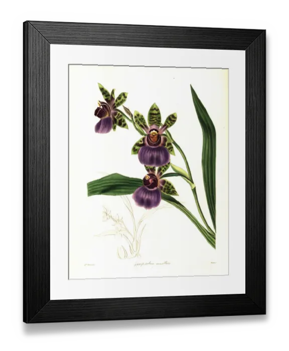 Framed Print : Jaw-shaped zygopetalum orchid, Zygopetalum maxillare Framed Print : Jaw-shaped zygopetalum orchid, Zygopetalum maxillare