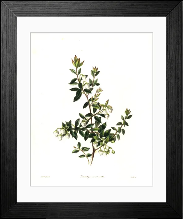 Framed Print : Prickly heath, Gaultheria mucronata Framed Print : Prickly heath, Gaultheria mucronata
