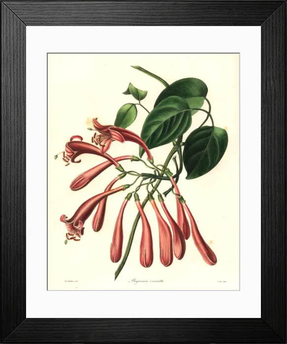Framed Print : Flamevine or orange trumpetvine, Pyrostegia venusta Framed Print : Flamevine or orange trumpetvine, Pyrostegia venusta