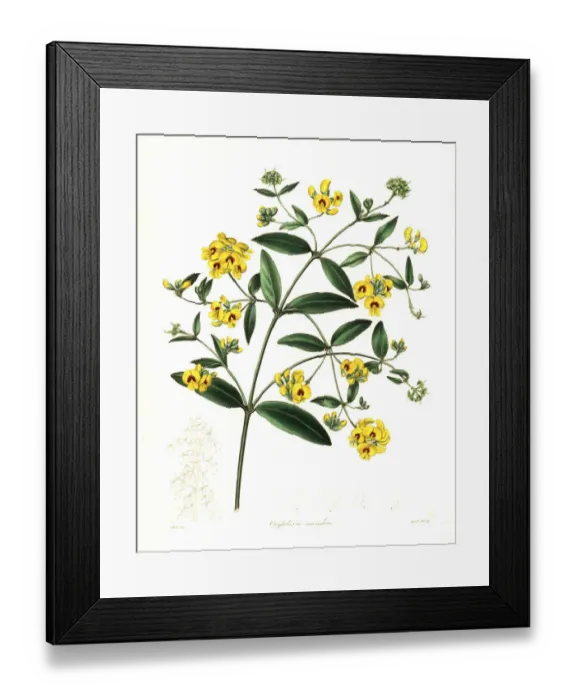 Framed Print : Tree shaggy pea or climbing oxylobium, Oxylobium scandens Framed Print : Tree shaggy pea or climbing oxylobium, Oxylobium scandens