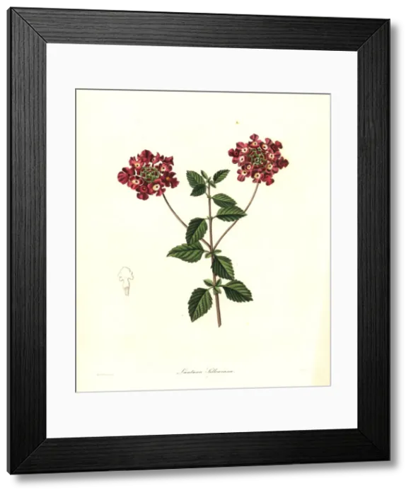 Framed Print : Trailing lantana, Lantana montevidensis Framed Print : Trailing lantana, Lantana montevidensis