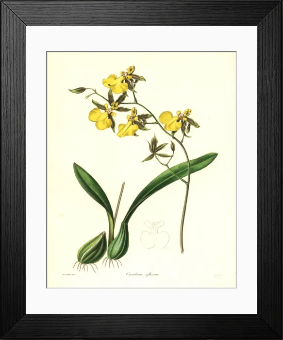 Framed Print : Reflected oncidium orchid, Oncidium reflexum Framed Print : Reflected oncidium orchid, Oncidium reflexum