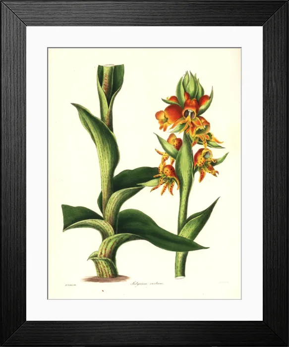 Framed Print : Satyrium coriifolium orchid Framed Print : Satyrium coriifolium orchid