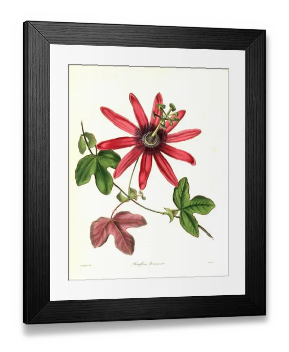 Framed Print : Cochineal-coloured passionflower, Passiflora kermesina Framed Print : Cochineal-coloured passionflower, Passiflora kermesina