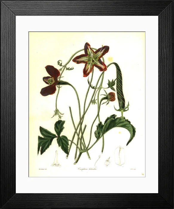 Framed Print : Brick-red caiophora, Caiophora lateritia Framed Print : Brick-red caiophora, Caiophora lateritia