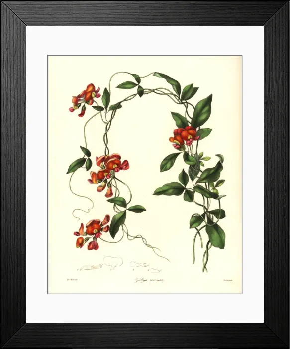 Framed Print : Coral vine, Kennedia coccinea Framed Print : Coral vine, Kennedia coccinea