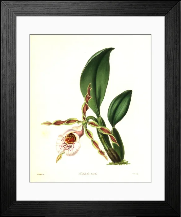 Framed Print : Twisted trichopilia orchid, Trichopilia tortilis Framed Print : Twisted trichopilia orchid, Trichopilia tortilis