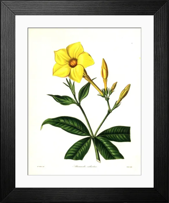 Framed Print : Golden trumpet or willow-leaved allamanda Framed Print : Golden trumpet or willow-leaved allamanda