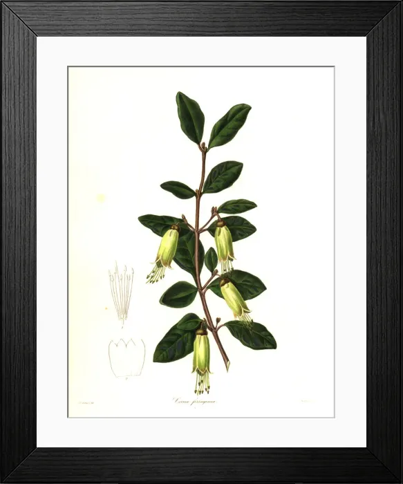 Framed Print : Mountain correa, Correa lawrenceana Framed Print : Mountain correa, Correa lawrenceana