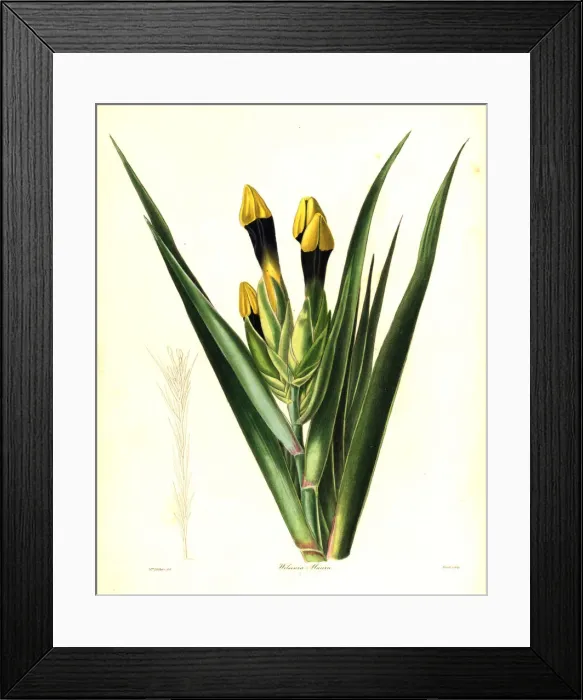 Framed Print : Downy-flowered witsenia, Witsenia maura Framed Print : Downy-flowered witsenia, Witsenia maura