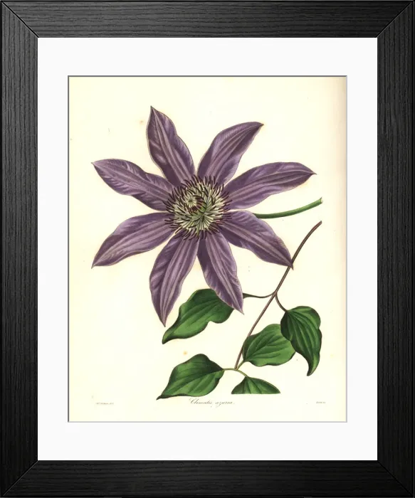 Framed Print : Clematis patens Framed Print : Clematis patens