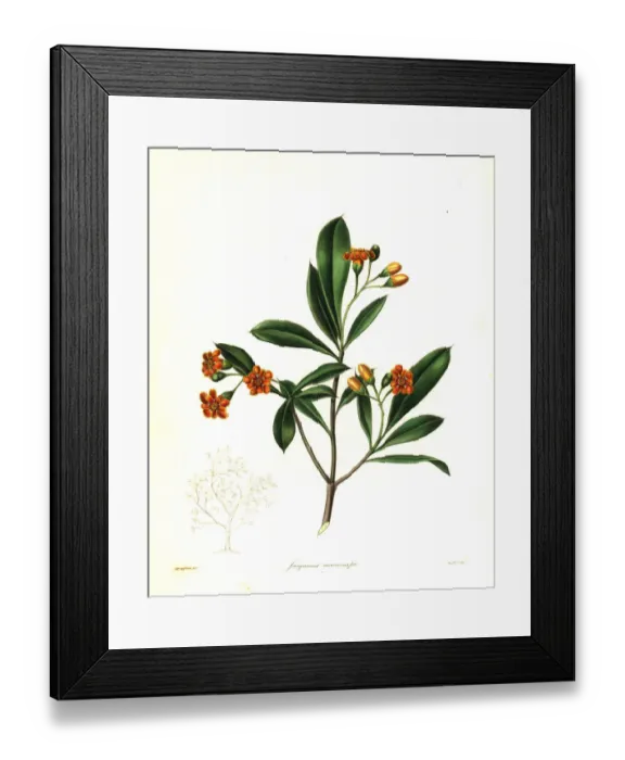 Framed Print : Cudjoe wood, Bonellia macrocarpa Framed Print : Cudjoe wood, Bonellia macrocarpa