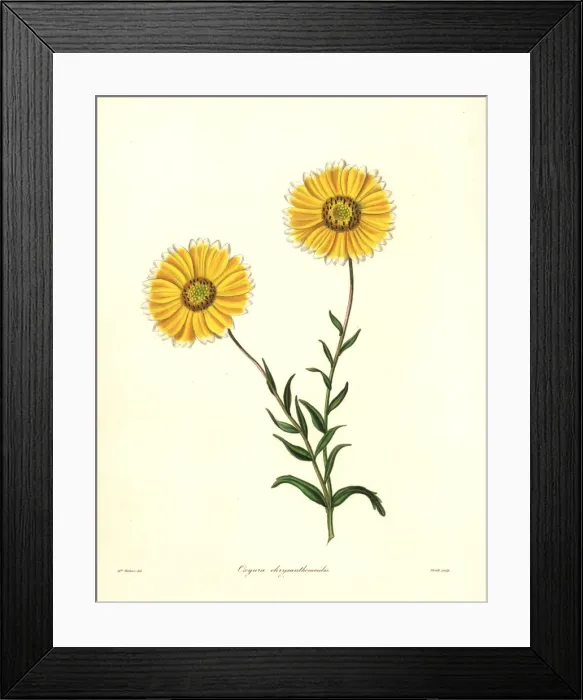 Framed Print : Smooth layia, Layia chrysanthemoides Framed Print : Smooth layia, Layia chrysanthemoides