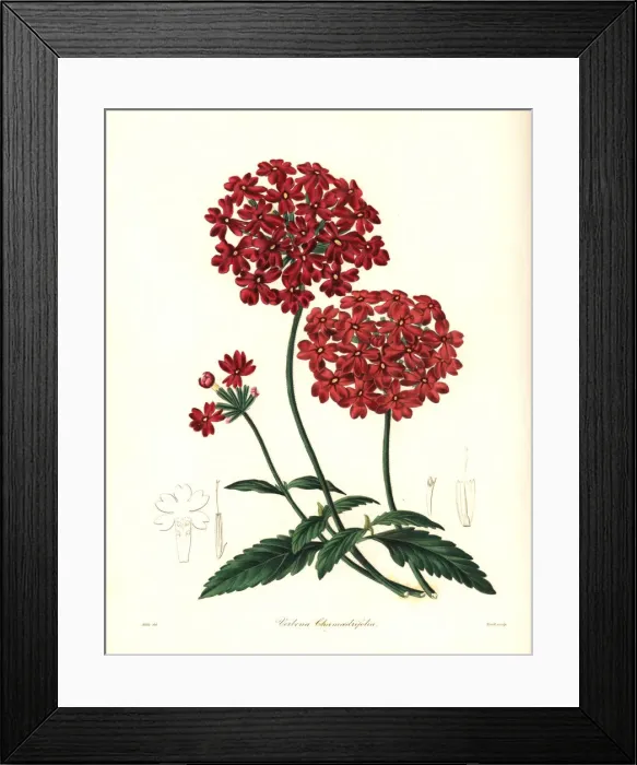 Framed Print : Mock vervain, Glandularia peruviana Framed Print : Mock vervain, Glandularia peruviana