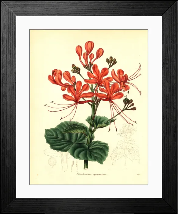 Framed Print : Glory bower, Clerodendrum japonicum Framed Print : Glory bower, Clerodendrum japonicum