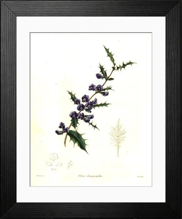 Framed Print : Holly-leaved hovea, Hovea chorizemifolia Framed Print : Holly-leaved hovea, Hovea chorizemifolia