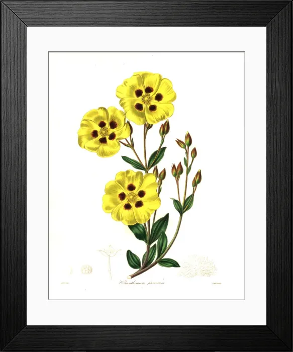 Framed Print : Rockrose, Halimium lasianthum subsp. formosum