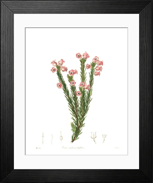 Framed Print : Erica holosericea Framed Print : Erica holosericea