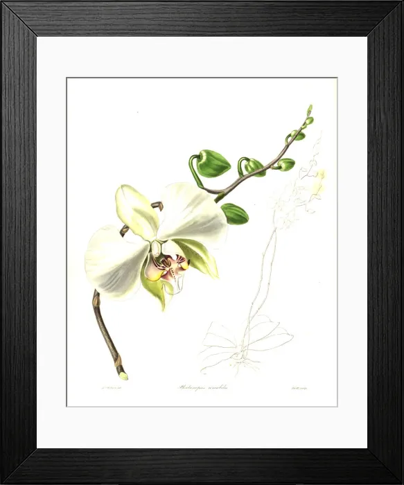 Framed Print : Moth orchid, Phalaenopsis amabilis Framed Print : Moth orchid, Phalaenopsis amabilis