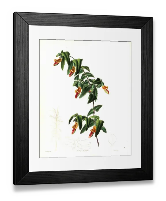 Framed Print : Bossiaea dentata Framed Print : Bossiaea dentata