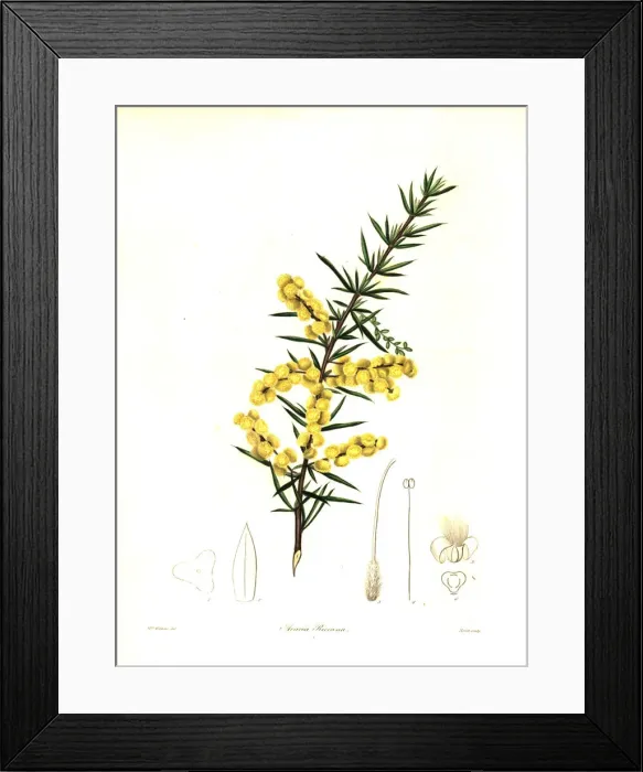Framed Print : Rices wattle or Mr. T. Spring Rices acacia, Acacia riceana Framed Print : Rices wattle or Mr. T. Spring Rices acacia, Acacia riceana