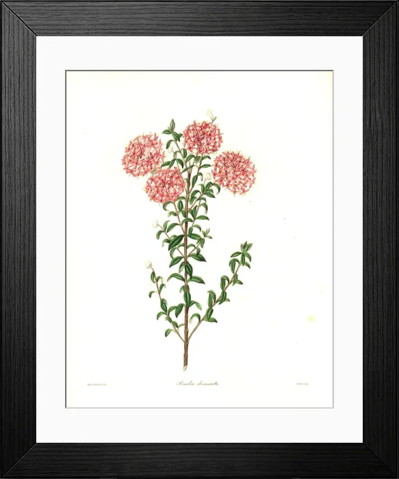 Framed Print : Pimelea ferruginea var. diosmaefolia Framed Print : Pimelea ferruginea var. diosmaefolia