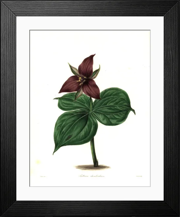 Framed Print : Wake robin or stinking benjamin, Trillium erectum Framed Print : Wake robin or stinking benjamin, Trillium erectum