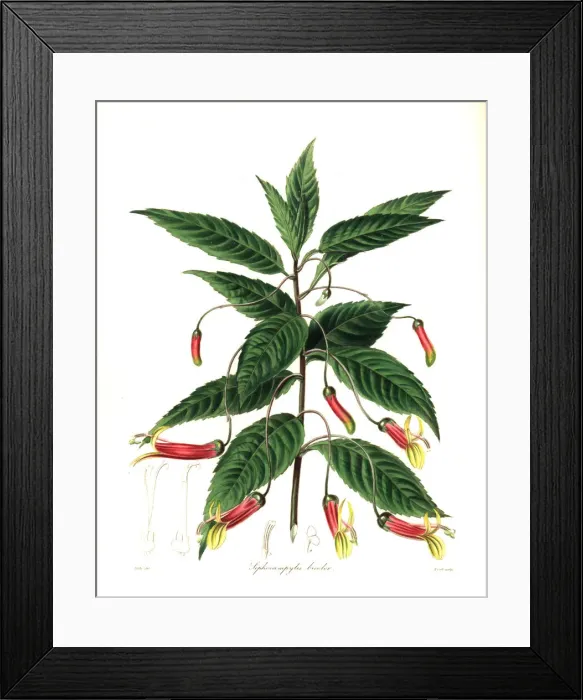 Framed Print : Mexican lobelia, Lobelia laxiflora Framed Print : Mexican lobelia, Lobelia laxiflora