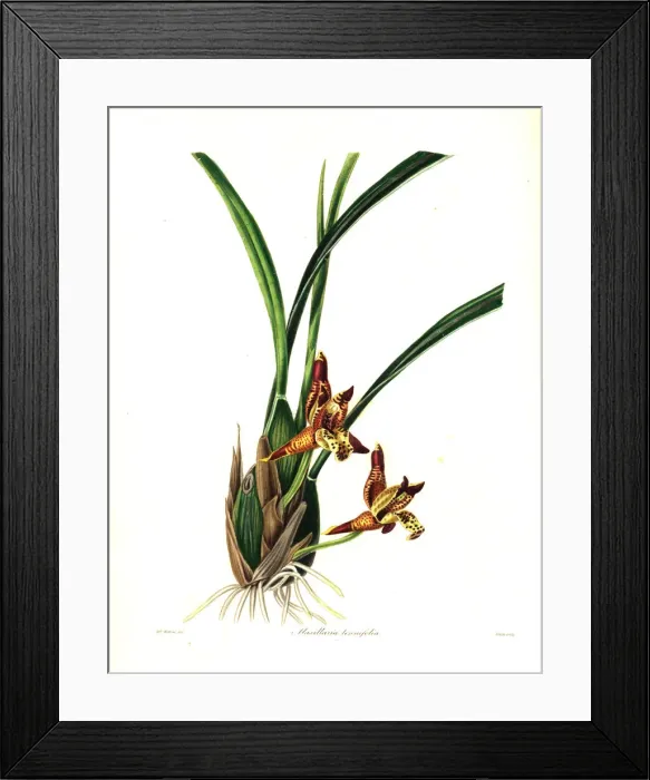 Framed Print : Delicate-leafed maxillaria or coconut pie Framed Print : Delicate-leafed maxillaria or coconut pie