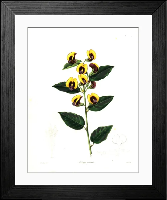 Framed Print : Bossiaea ornata Framed Print : Bossiaea ornata