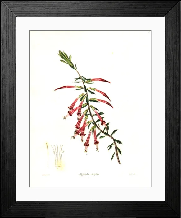 Framed Print : Red five-corner or crimson styphelia, Styphelia tubiflora Framed Print : Red five-corner or crimson styphelia, Styphelia tubiflora
