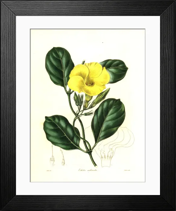 Framed Print : Hammock viper s-tail or wild allamanda, Pentalinon luteum Framed Print : Hammock viper s-tail or wild allamanda, Pentalinon luteum