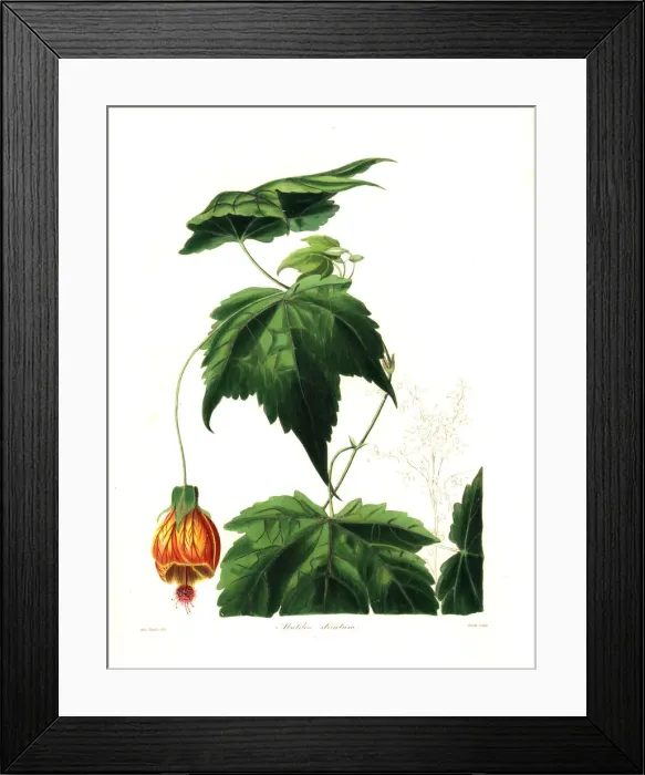 Framed Print : Red vein Indian mallow, Abutilon pictum Framed Print : Red vein Indian mallow, Abutilon pictum