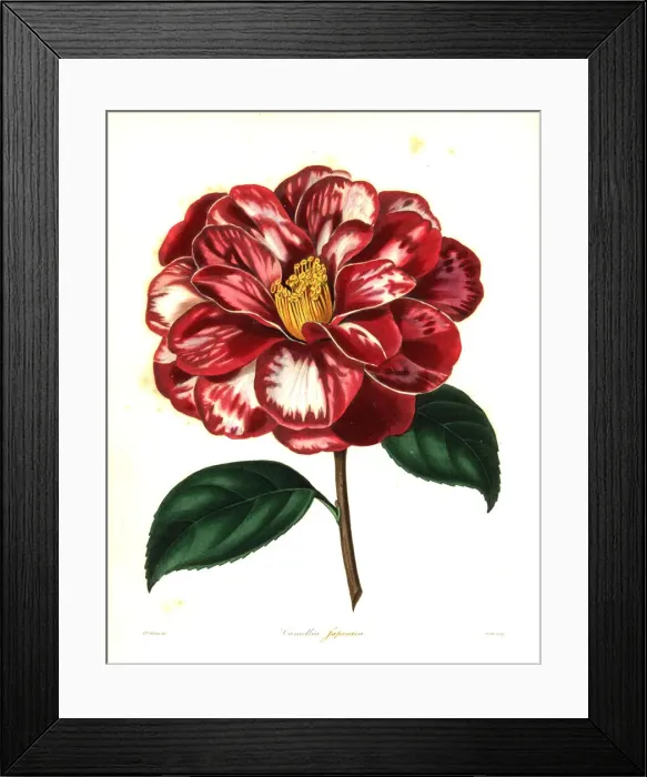 Framed Print : Donckelaers Japan camellia, Camellia japonica