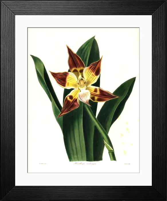 Framed Print : Chequered huntleya orchid, Huntleya meleagris Framed Print : Chequered huntleya orchid, Huntleya meleagris