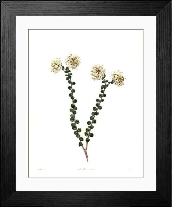 Framed Print : Pimelea nivea Framed Print : Pimelea nivea