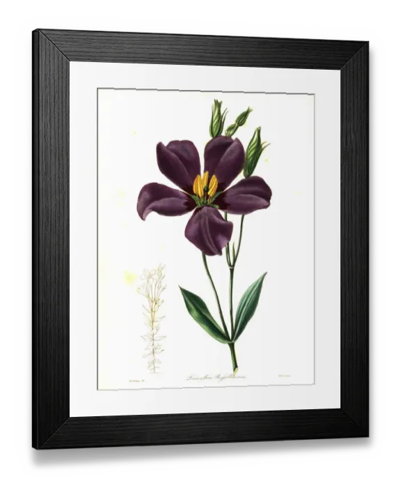 Framed Print : Texas bluebells, Eustoma grandiflorum Framed Print : Texas bluebells, Eustoma grandiflorum