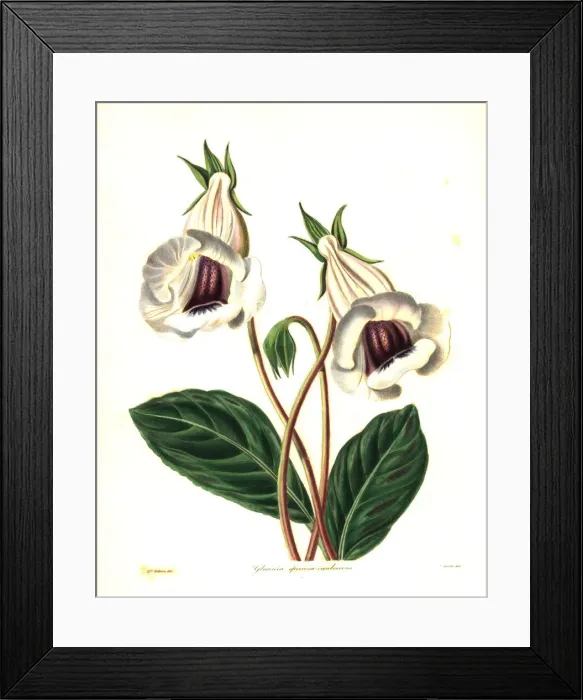 Framed Print : Florists gloxinia, Sinningia speciosa Framed Print : Florists gloxinia, Sinningia speciosa