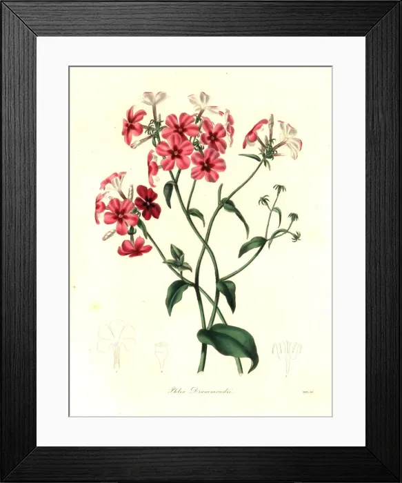 Framed Print : Drummonds phlox, Phlox drummondii Framed Print : Drummonds phlox, Phlox drummondii